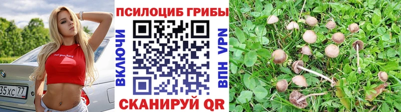 Галлюциногенные грибы Psilocybe  Саратов 